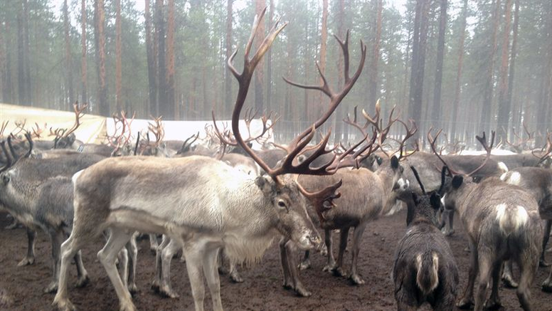 Renar i hägn. Foto: Ulrika Rockström, Gård- och djurhälsan.