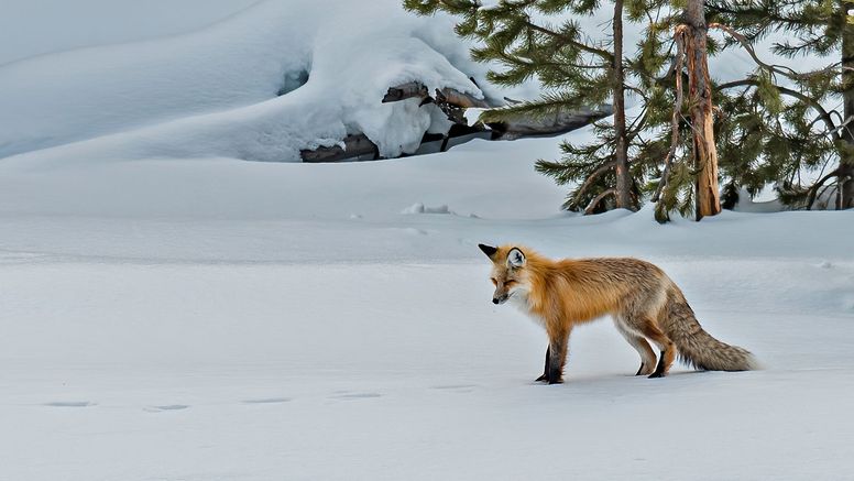 Rävens dvärgbandmask övervakas av SVA i tre år. Bild: iStock