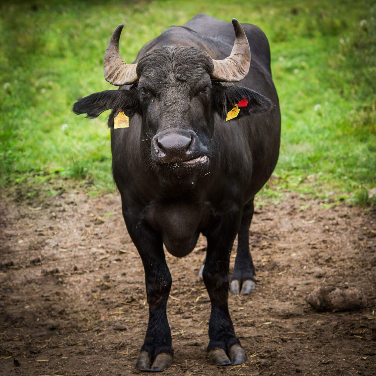 Vattenbuffel på betesmark i Uppland, Sverige.