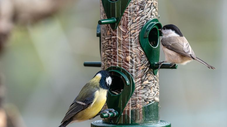 Vid fågelbord samlas många fåglar på liten yta och därför finns risk att smitta kan spridas där. Foto: Istock.