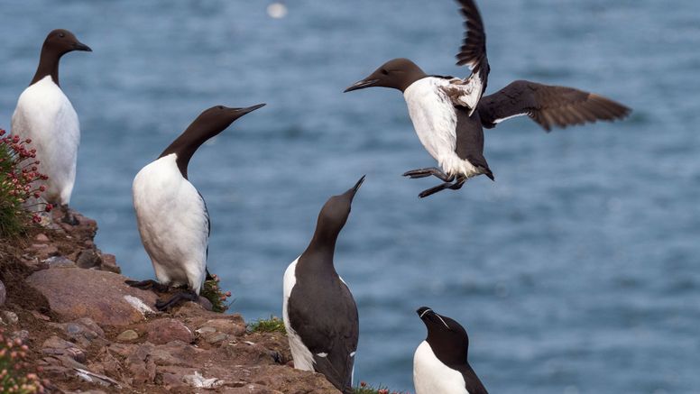 En kraftig ökning av rapporter om sjuka och döda vilda fåglar längs västkusten och på Gotland har kommit till SVA under juli. Foto: Istock